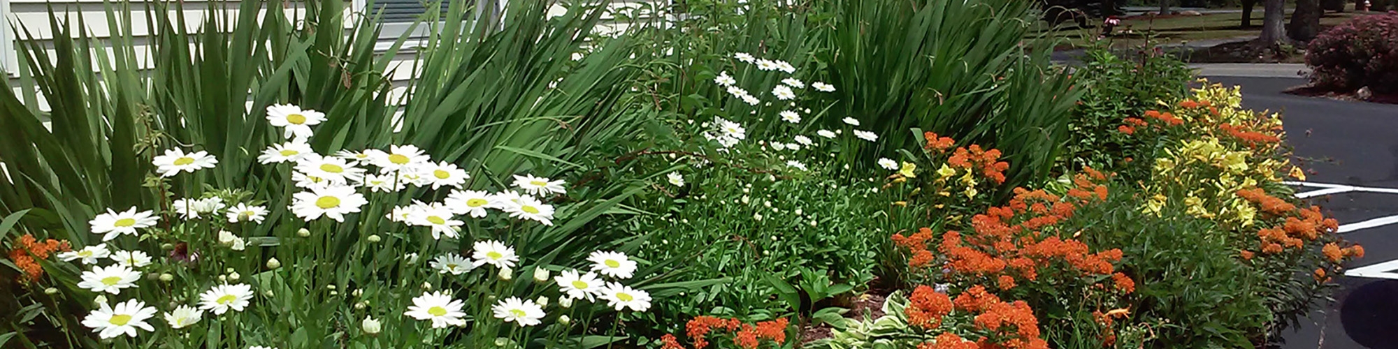 The United Way garden in bloom outside the Gales Ferry office