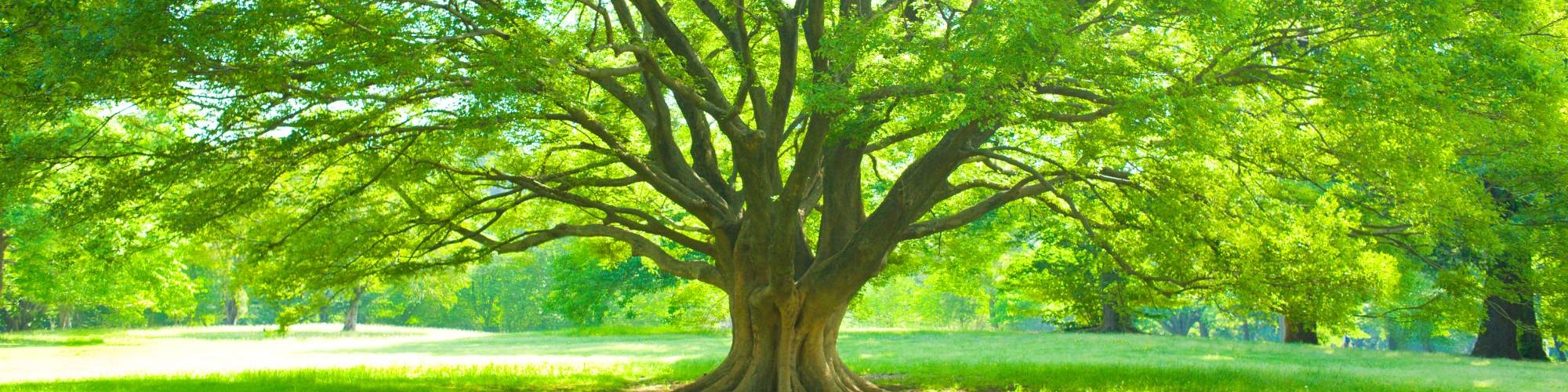 A tree with many branches in the woods